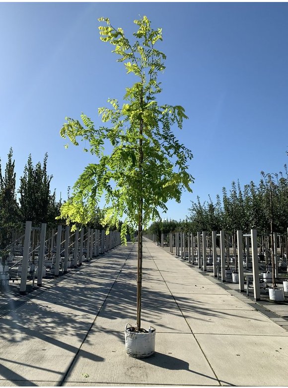 Gold-Robinie 'Frisia' | Robinia pseudoacacia 'Frisia' Gold-Robinie 'Frisia' | Robinia pseudoacacia 'Frisia'