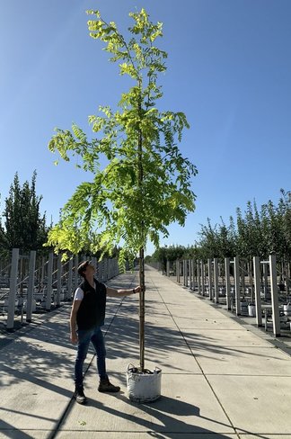 Schein-Akazie - Gold-Robinie 'Frisia' | Robinia pseudoacacia 'Frisia'