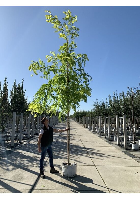Gold-Robinie 'Frisia' | Robinia pseudoacacia 'Frisia'