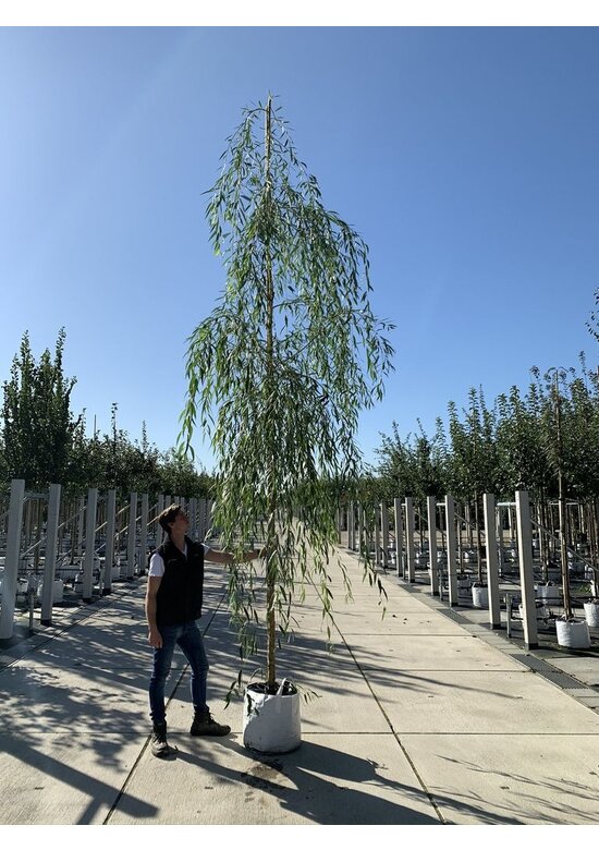 Trauerweide  | Salix sepulcralis 'Chrysocoma'