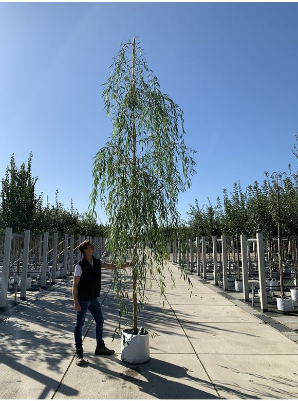 Trauerweide - Hängeweide | Salix sepulcralis 'Chrysocoma' Trauerweide - Hängeweide | Salix sepulcralis 'Chrysocoma'