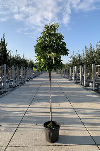 Fenchelholzbaum | Sassafras albidum