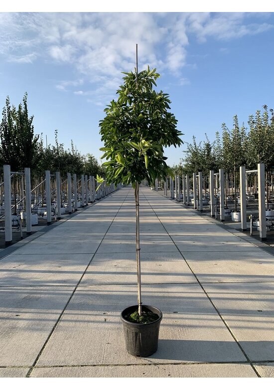 Fenchelholzbaum | Sassafras albidum