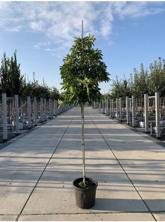 Nordamerikanischer Baum - Fenchelholzbaum | Sassafras albidum Nordamerikanischer Baum - Fenchelholzbaum | Sassafras albidum