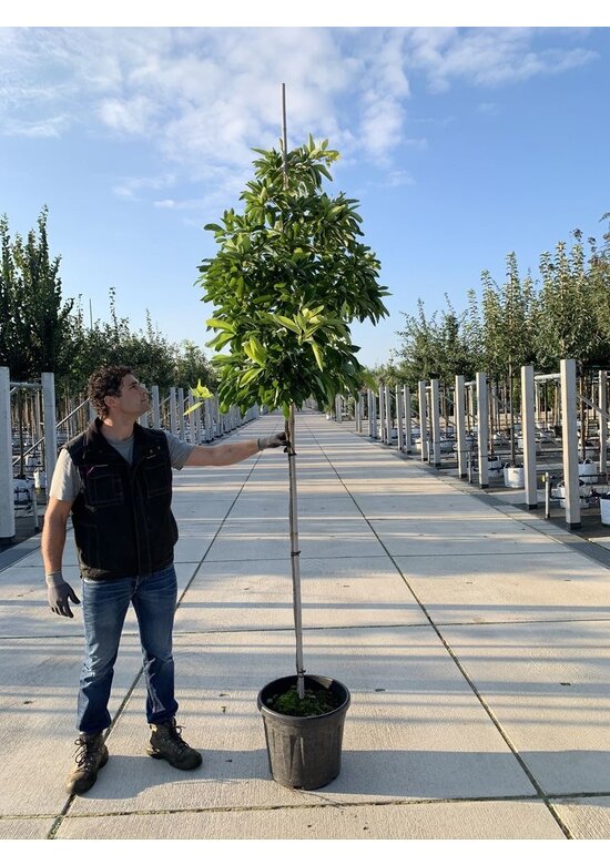 Fenchelholzbaum | Sassafras albidum