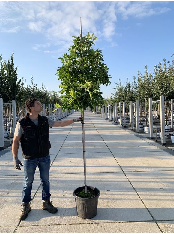 Nordamerikanischer Baum - Fenchelholzbaum | Sassafras albidum Nordamerikanischer Baum - Fenchelholzbaum | Sassafras albidum