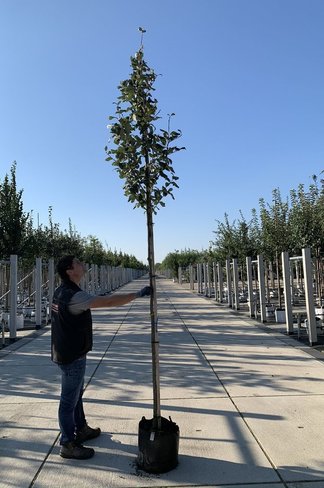 Gelbfilzige Mehlbeere 'Lutescens' | Sorbus aria Lutescens