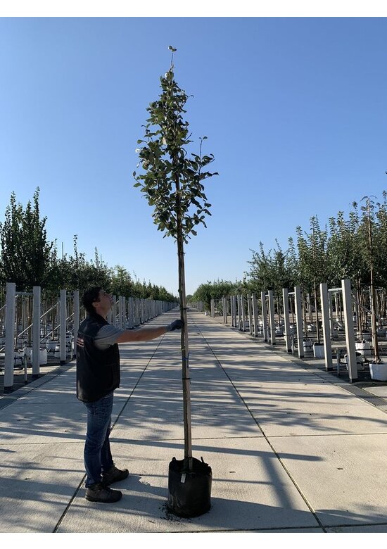 Gelbfilzige Mehlbeere 'Lutescens' | Sorbus aria Lutescens