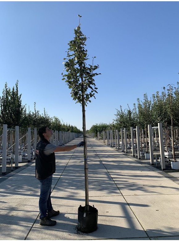 Gelbfilzige Mehlbeere 'Lutescens' | Sorbus aria Lutescens Gelbfilzige Mehlbeere 'Lutescens' | Sorbus aria Lutescens