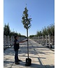 Gelbfilzige Mehlbeere 'Lutescens' | Sorbus aria Lutescens Gelbfilzige Mehlbeere 'Lutescens' | Sorbus aria Lutescens
