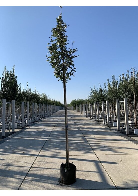 Gelbfilzige Mehlbeere 'Lutescens' | Sorbus aria Lutescens