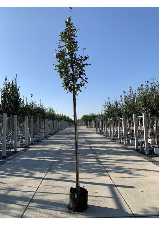 Gelbfilzige Mehlbeere 'Lutescens' | Sorbus aria Lutescens