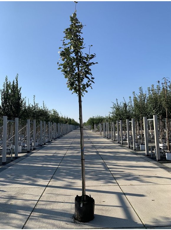 Gelbfilzige Mehlbeere 'Lutescens' | Sorbus aria Lutescens Gelbfilzige Mehlbeere 'Lutescens' | Sorbus aria Lutescens