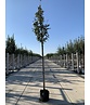Gelbfilzige Mehlbeere 'Lutescens' | Sorbus aria Lutescens Gelbfilzige Mehlbeere 'Lutescens' | Sorbus aria Lutescens