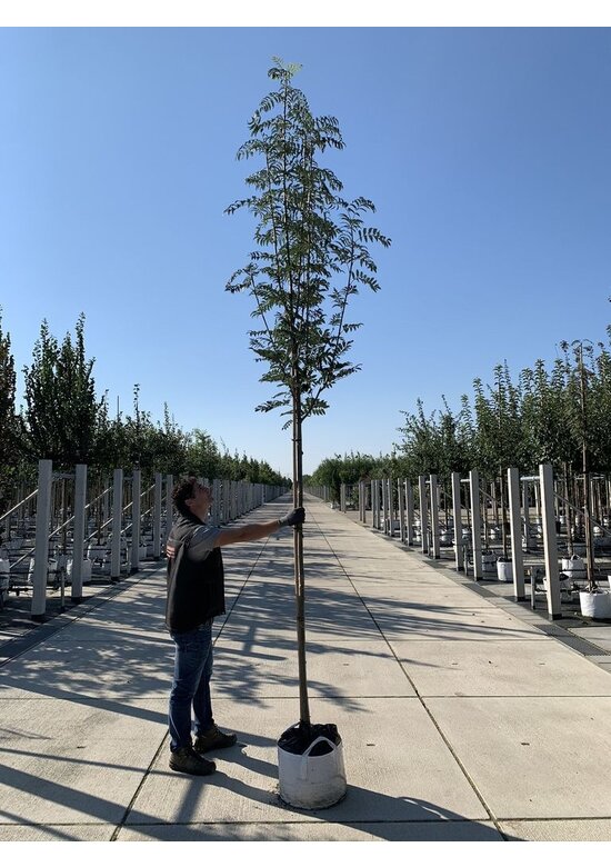 Vogelbeere 'Asplenifolia' | Sorbus aucuparia 'Asplenifolia'