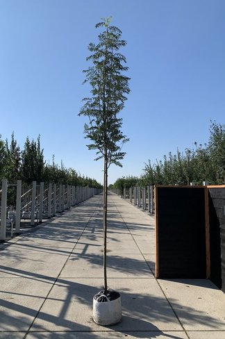 Vogelbeere 'Asplenifolia' | Sorbus aucuparia 'Asplenifolia'