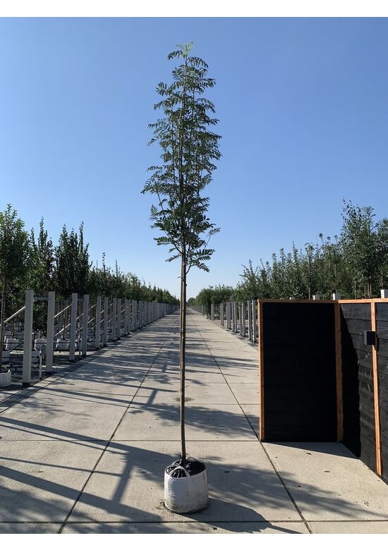 Vogelbeere 'Asplenifolia' | Sorbus aucuparia 'Asplenifolia'