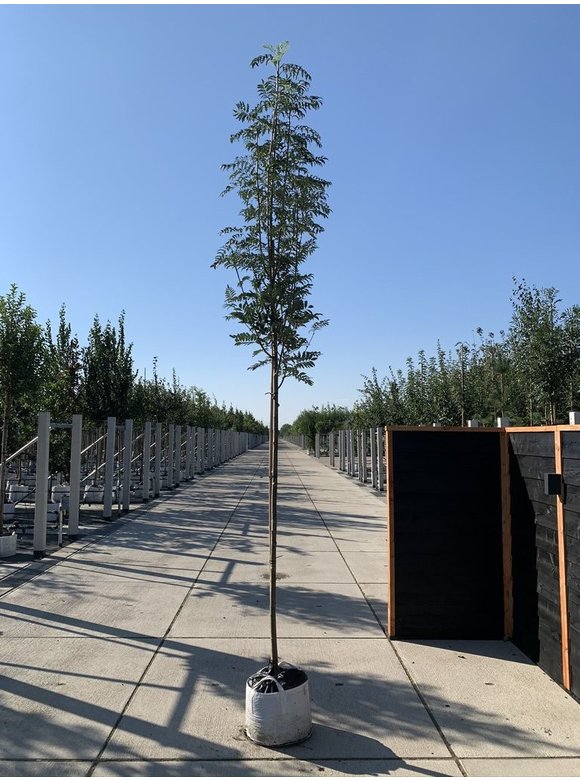 Eberesche - Vogelbeere 'Asplenifolia' | Sorbus aucuparia 'Asplenifolia' Eberesche - Vogelbeere 'Asplenifolia' | Sorbus aucuparia 'Asplenifolia'