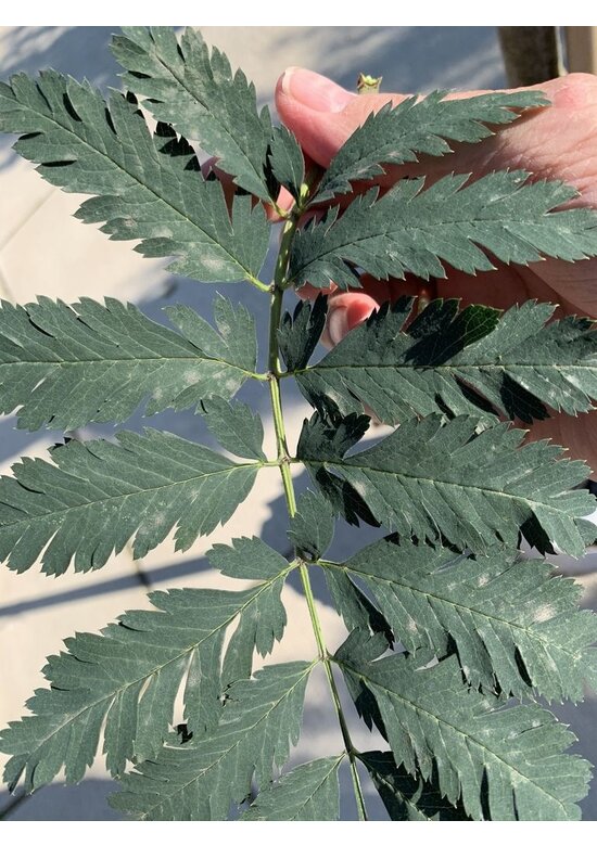 Vogelbeere 'Asplenifolia' | Sorbus aucuparia 'Asplenifolia'