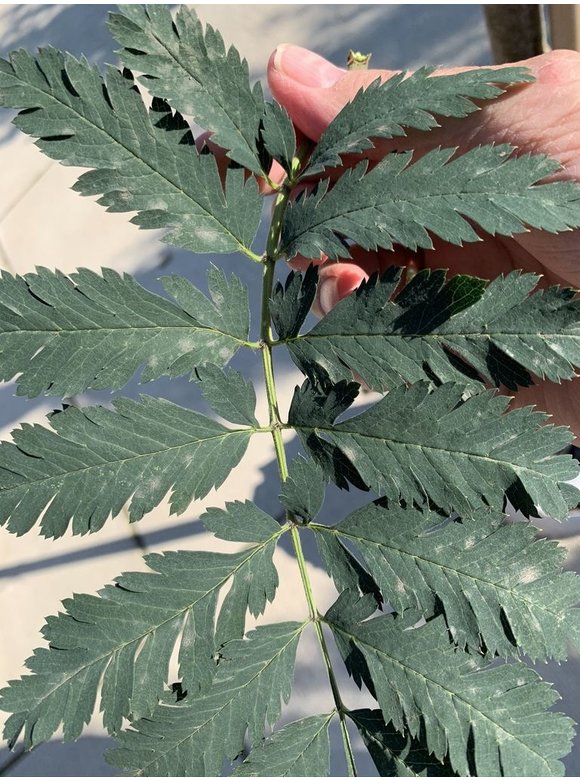 Eberesche - Vogelbeere 'Asplenifolia' | Sorbus aucuparia 'Asplenifolia' Eberesche - Vogelbeere 'Asplenifolia' | Sorbus aucuparia 'Asplenifolia'