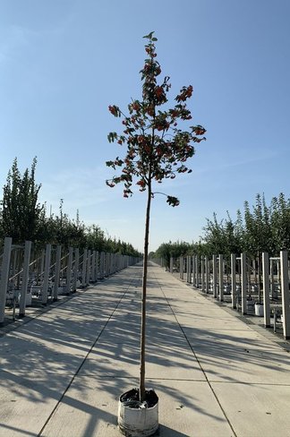 Säulen-Eberesche - Thüringische Mehlbeere 'Fastigiata' | Sorbus thuringiaca 'Fastigiata'
