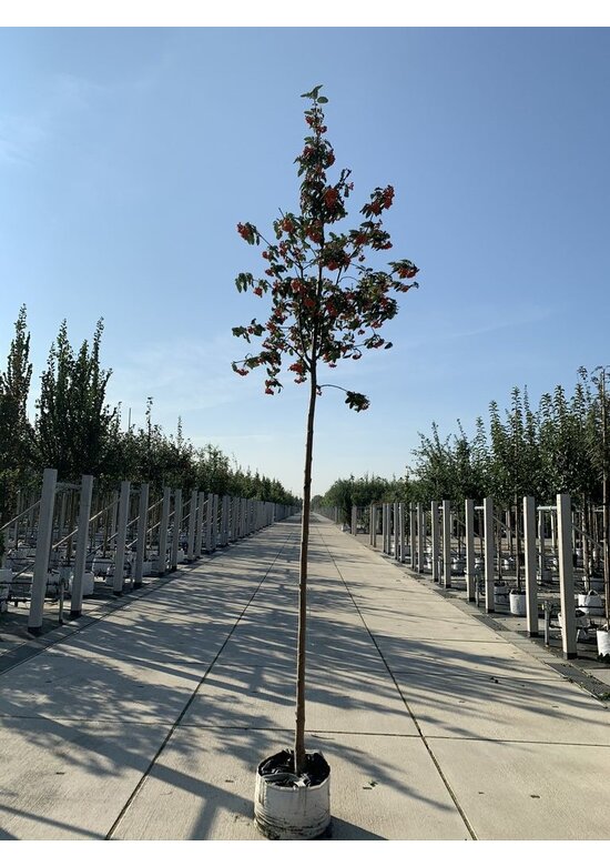 Säulen-Eberesche - Thüringische Mehlbeere 'Fastigiata' | Sorbus thuringiaca 'Fastigiata'