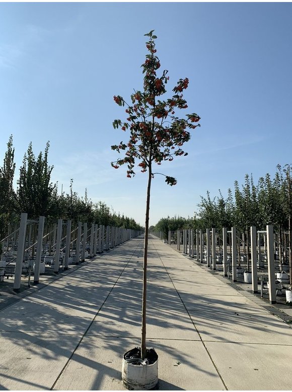 Säulen-Eberesche - Thüringische Mehlbeere 'Fastigiata' | Sorbus thuringiaca 'Fastigiata' Säulen-Eberesche - Thüringische Mehlbeere 'Fastigiata' | Sorbus thuringiaca 'Fastigiata'