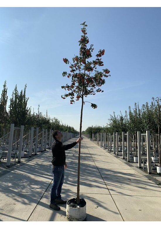 Säulen-Eberesche - Thüringische Mehlbeere 'Fastigiata' | Sorbus thuringiaca 'Fastigiata'