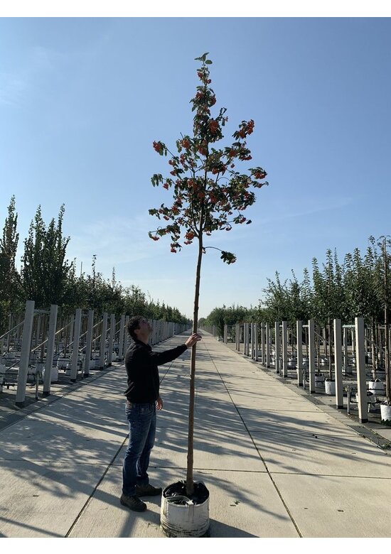Säulen-Eberesche - Thüringische Mehlbeere 'Fastigiata' | Sorbus thuringiaca 'Fastigiata' Säulen-Eberesche - Thüringische Mehlbeere 'Fastigiata' | Sorbus thuringiaca 'Fastigiata'