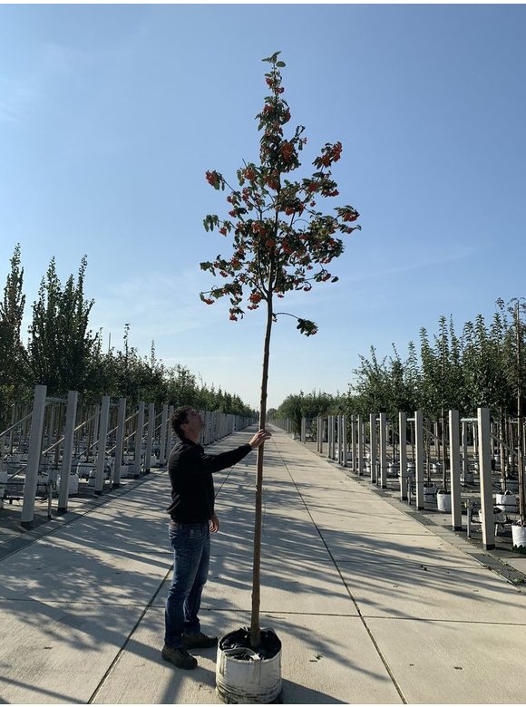 Säulen-Eberesche - Thüringische Mehlbeere 'Fastigiata' | Sorbus thuringiaca 'Fastigiata' Säulen-Eberesche - Thüringische Mehlbeere 'Fastigiata' | Sorbus thuringiaca 'Fastigiata'