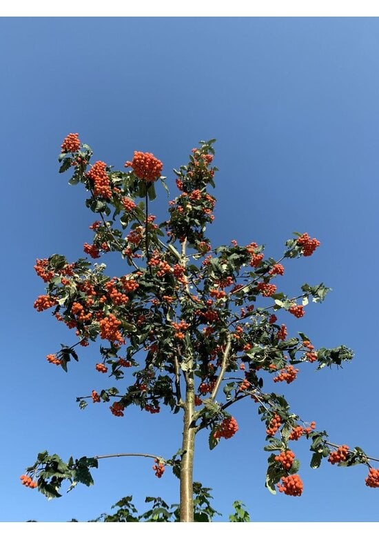 Säulen-Eberesche - Thüringische Mehlbeere 'Fastigiata' | Sorbus thuringiaca 'Fastigiata'