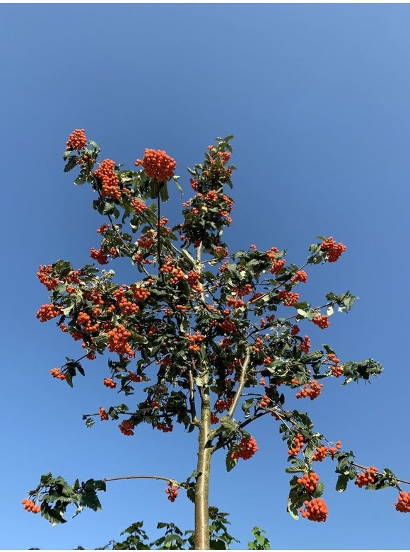 Säulen-Eberesche - Thüringische Mehlbeere 'Fastigiata' | Sorbus thuringiaca 'Fastigiata' Säulen-Eberesche - Thüringische Mehlbeere 'Fastigiata' | Sorbus thuringiaca 'Fastigiata'