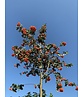 Säulen-Eberesche - Thüringische Mehlbeere 'Fastigiata' | Sorbus thuringiaca 'Fastigiata'
