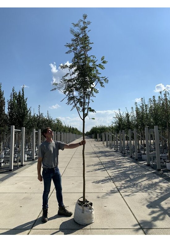 Schmuck-Eberesche | Sorbus decora