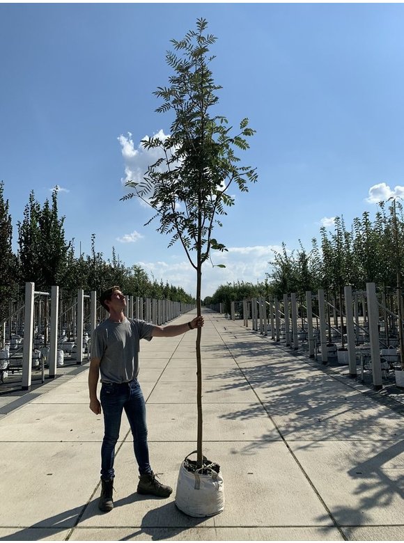 Schmuck-Eberesche | Sorbus decora Schmuck-Eberesche | Sorbus decora