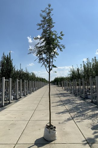 Schmuck-Eberesche | Sorbus decora Schmuck-Eberesche | Sorbus decora