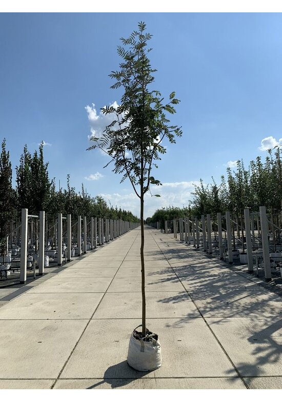 Schmuck-Eberesche | Sorbus decora