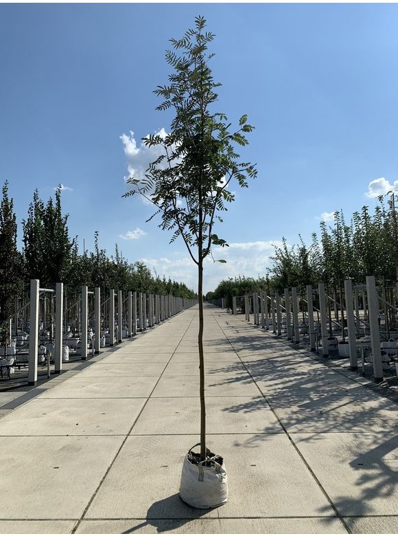 Schmuck-Eberesche | Sorbus decora Schmuck-Eberesche | Sorbus decora