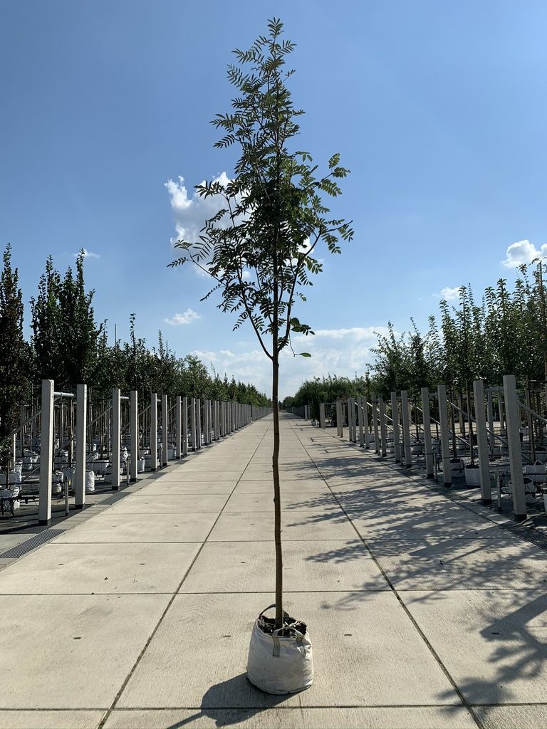 Schmuck-Eberesche | Sorbus decora