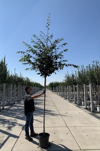 Eisenholzbaum | Sycoparrotia semidecidua