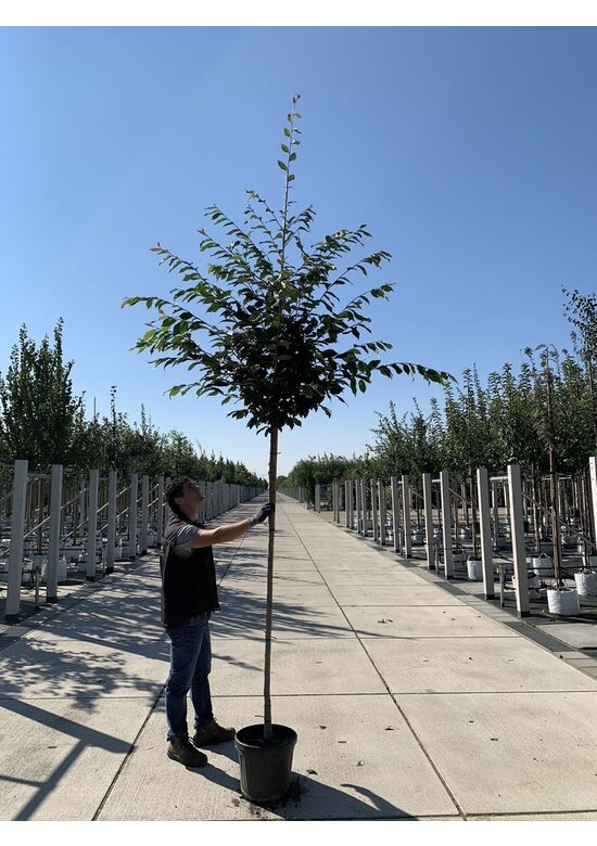 Eisenholzbaum | Sycoparrotia semidecidua