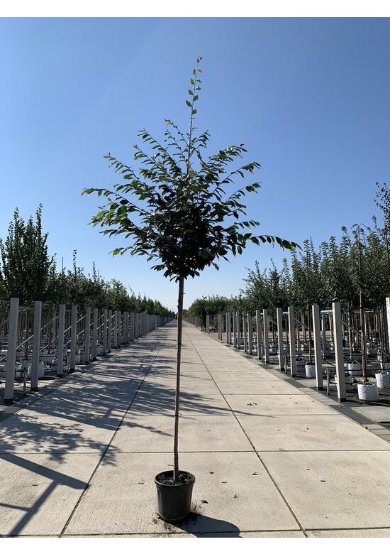 Eisenholzbaum | Sycoparrotia semidecidua