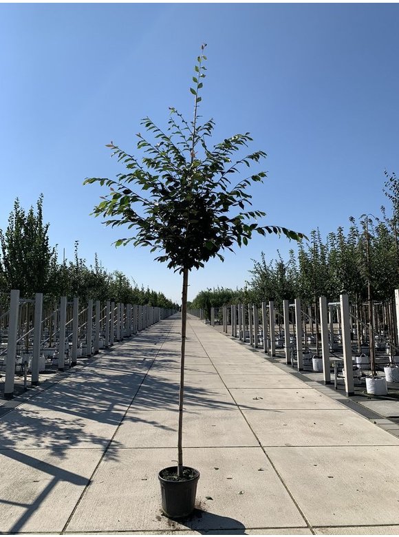 Eisenholzbaum | Sycoparrotia semidecidua Eisenholzbaum | Sycoparrotia semidecidua