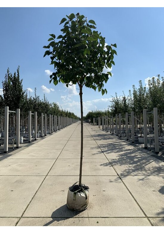 Edelflieder 'Madame Lemoine' | Syringa vulgaris 'Madame Lemoine'