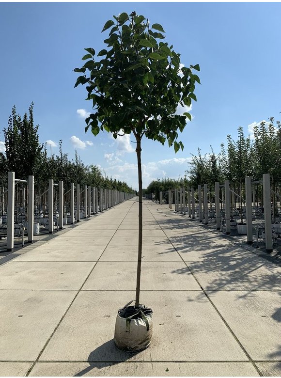 Edelflieder 'Madame Lemoine' | Syringa vulgaris 'Madame Lemoine' Edelflieder 'Madame Lemoine' | Syringa vulgaris 'Madame Lemoine'