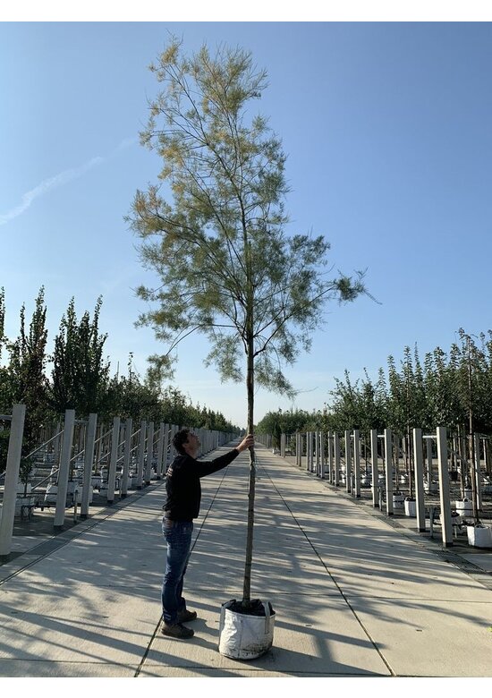 Viermännige Tamariske | Tamarix tetrandra