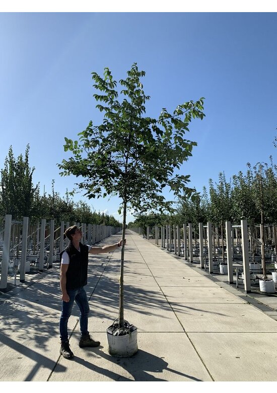 Bienenbaum | Tetradium daniellii - Euodia daniellii