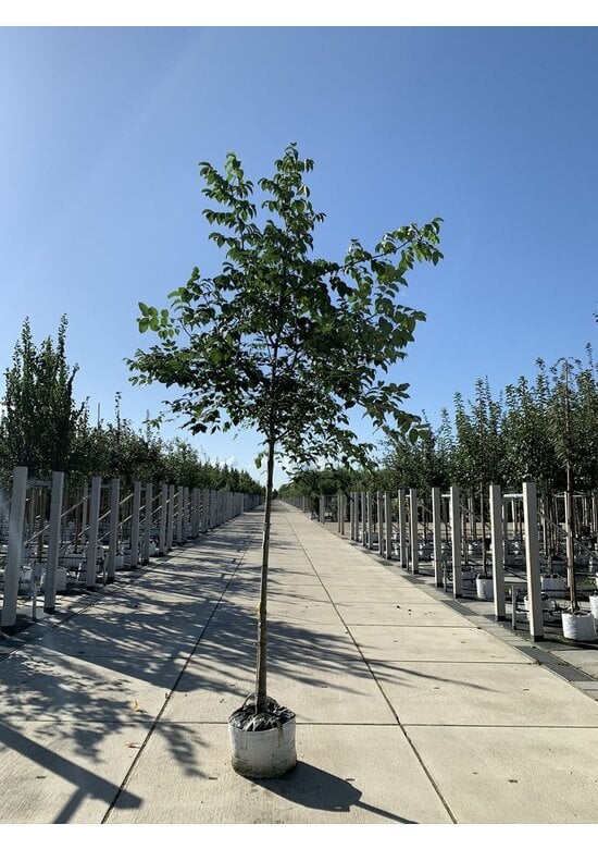 Bienenbaum | Tetradium daniellii - Euodia daniellii