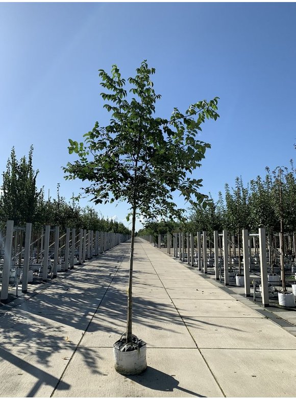 Bienenbaum - Tausendblütenstrauch - Honigesche | Tetradium daniellii - Euodia daniellii Bienenbaum - Tausendblütenstrauch - Honigesche | Tetradium daniellii - Euodia daniellii
