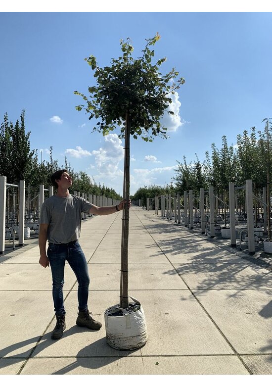 Kugel-Winterlinde 'Green Globe' | Tilia cordata 'Green Globe'